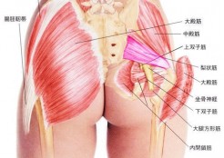 大須賀式 坐骨神経痛改善法